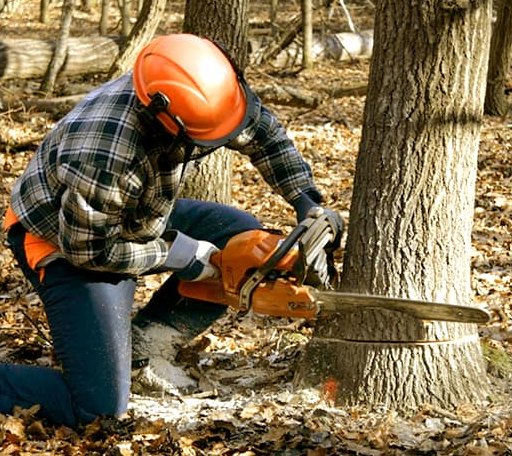 Tree Removal in Tyro, VA